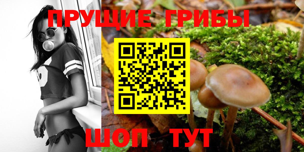 Семёнов  Псилоцибиновые грибы Psilocybe  купить  сайты  Вход с VPN 